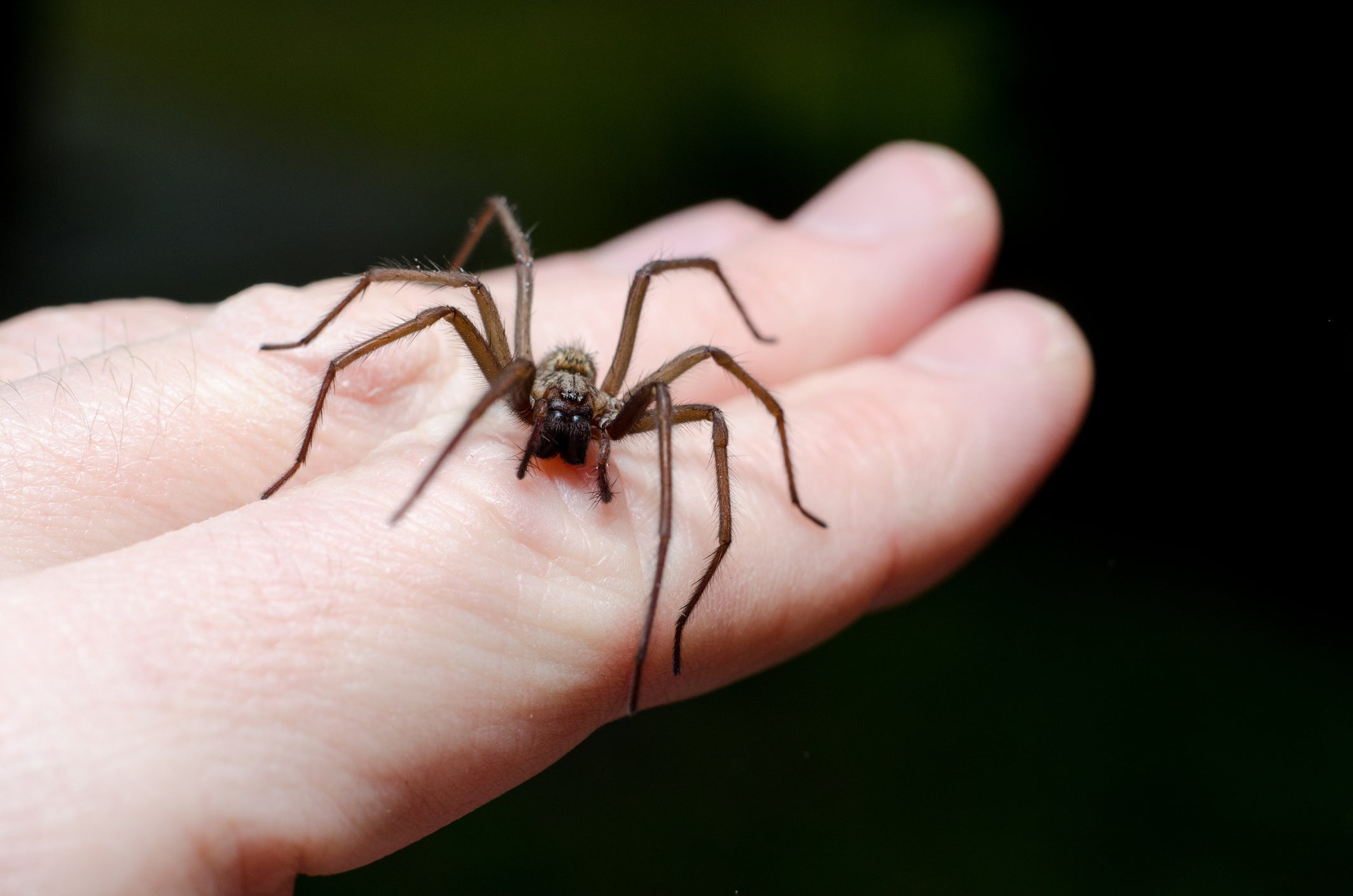 how to identify poisonous house spiders