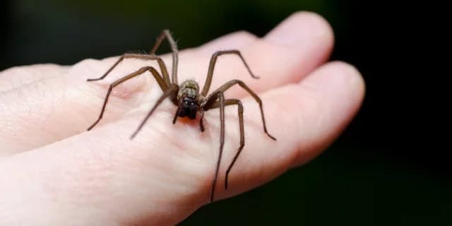 What You Need to Know About Spider Bites in Oklahoma